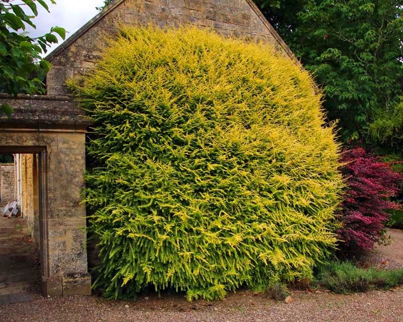 SUCHODRZEW MIRTOLISTNY AUREA