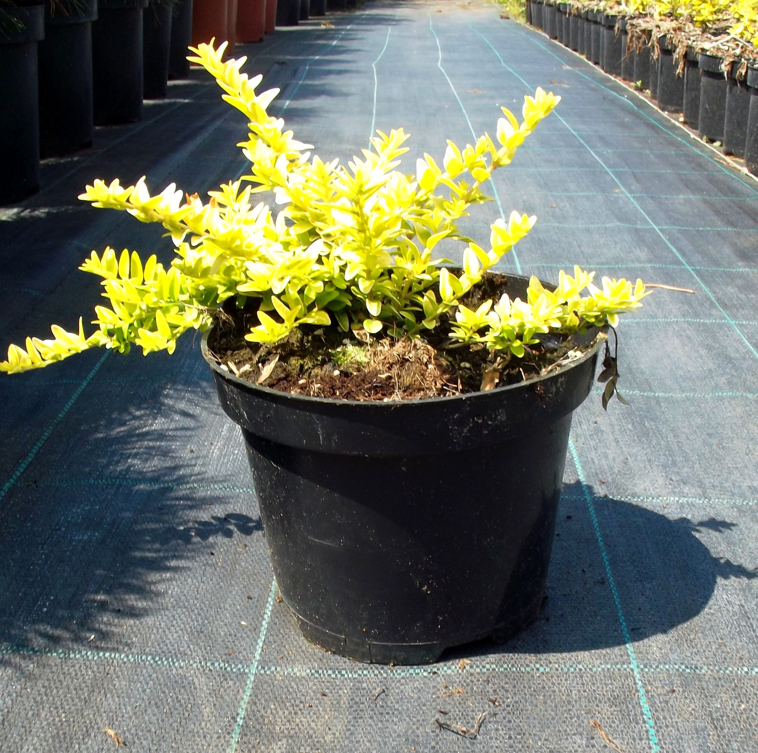 SUCHODRZEW MIRTOLISTNY AUREA