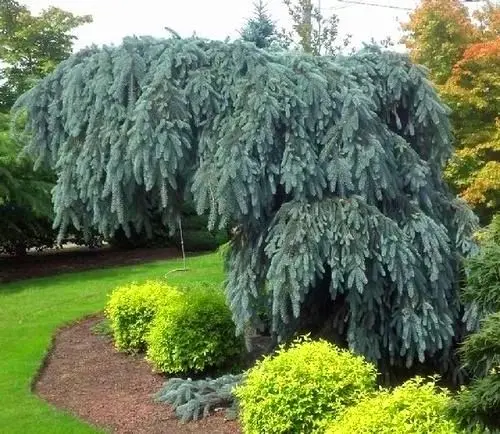 Świerk kłujący GLAUCA PENDULA PŁACZĄCY