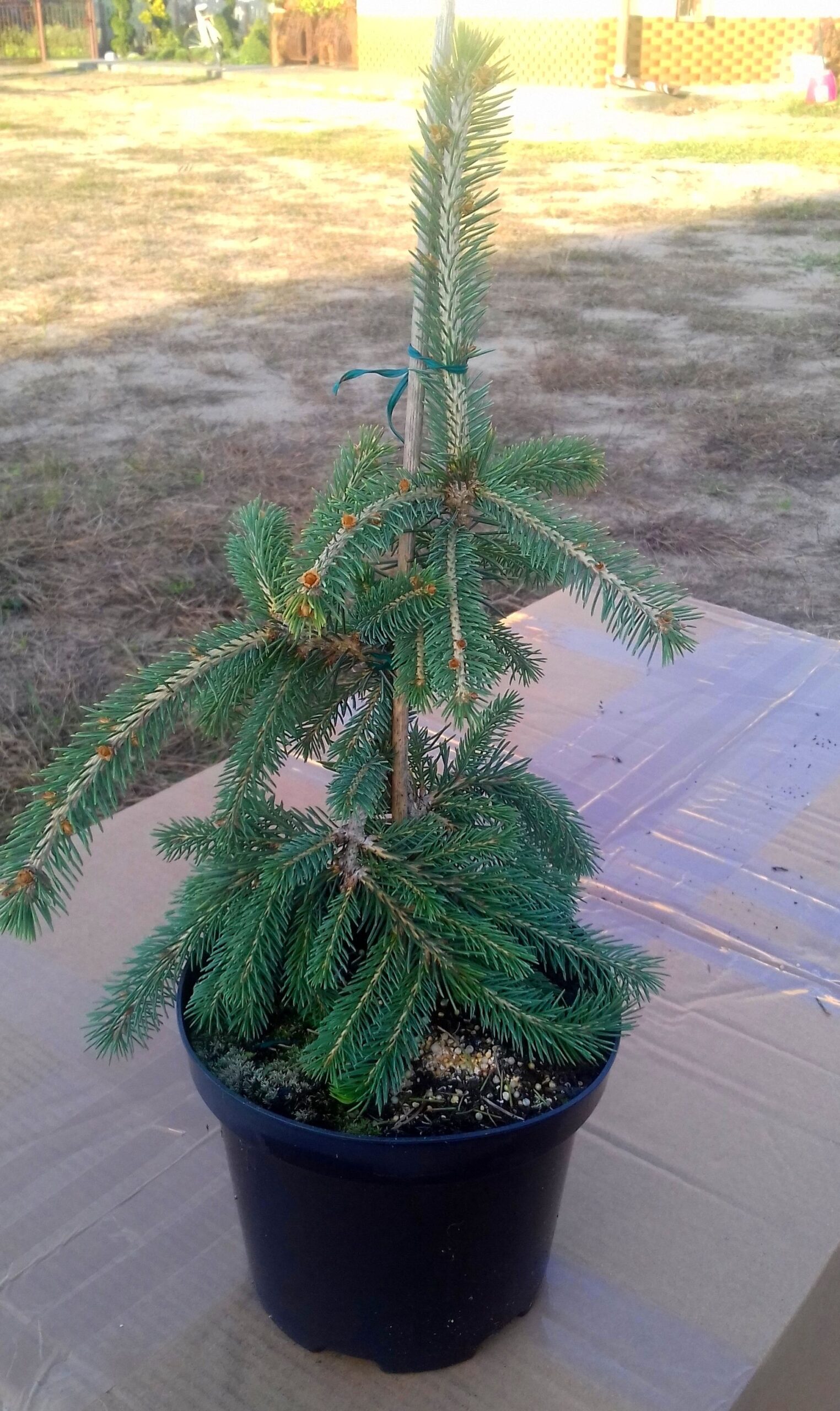 Świerk kłujący GLAUCA PENDULA PŁACZĄCY