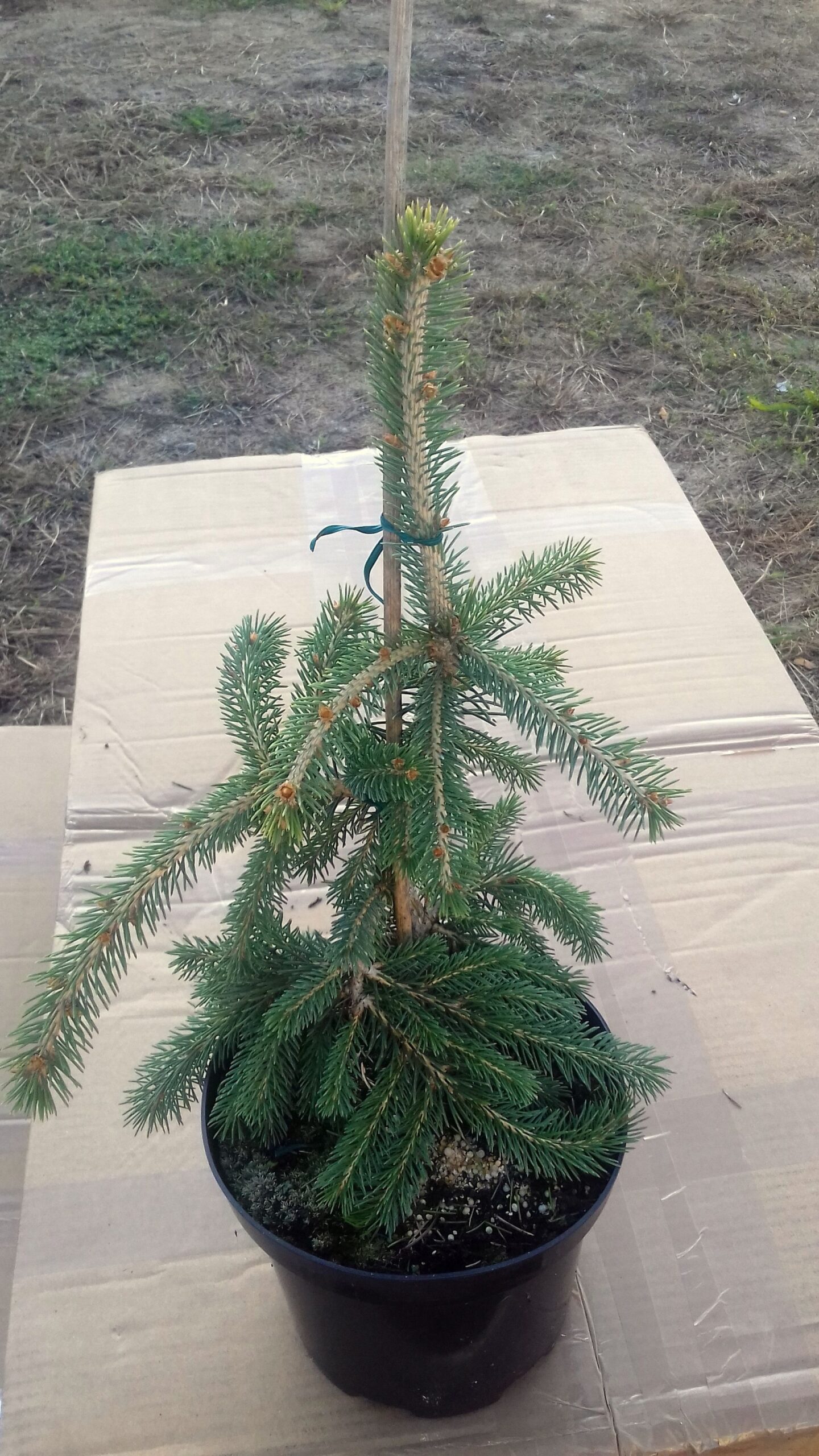 JODŁA VEITCHA PENDULA szczepiona