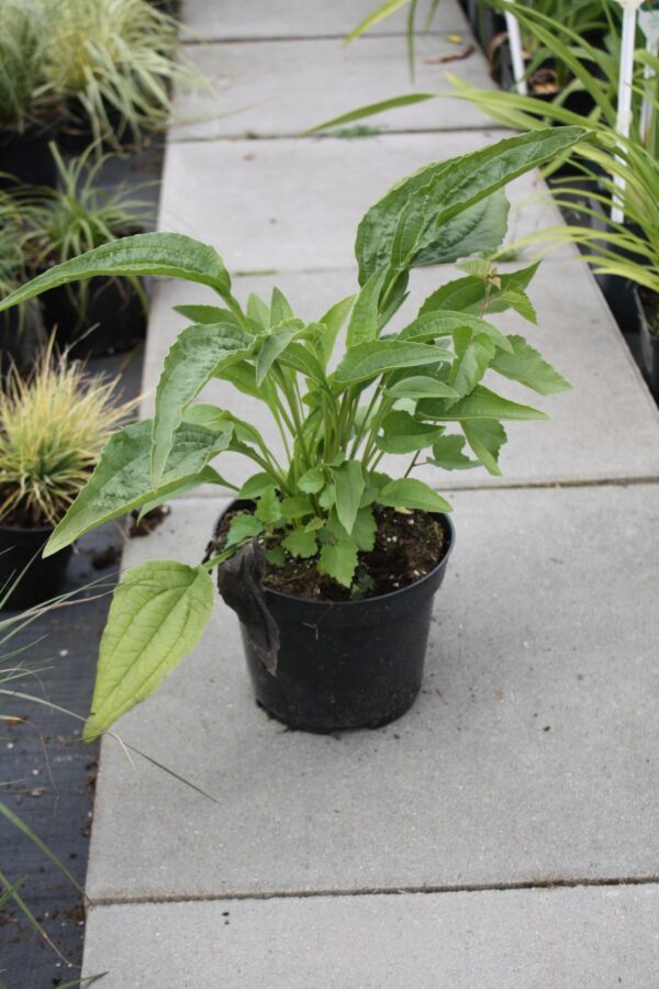 Echinacea Jeżówka GREEN JEWEL