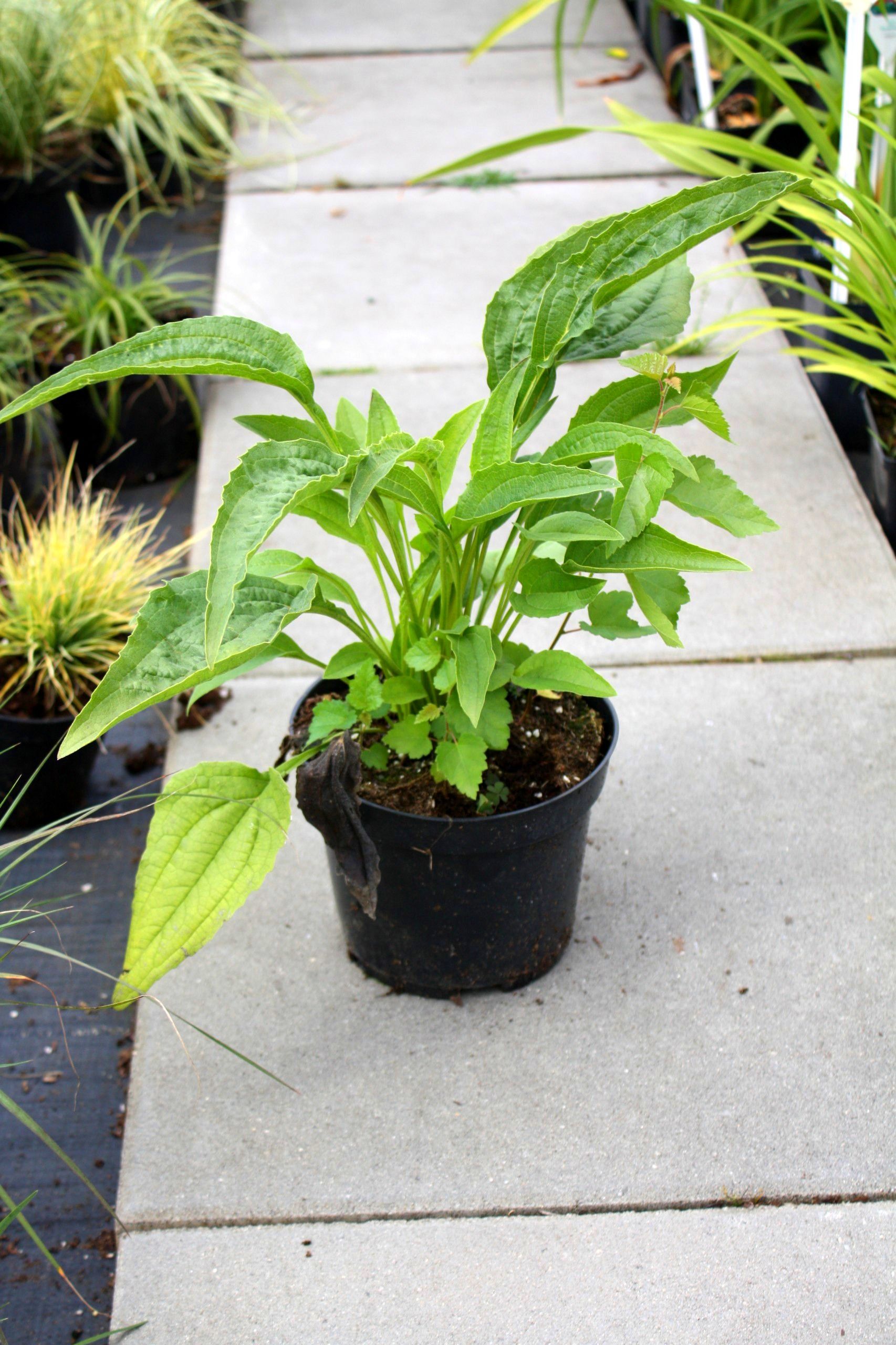 Echinacea jeżówka COCONUT LIME
