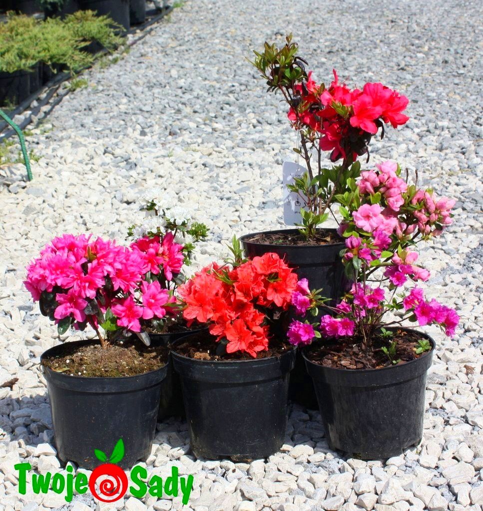 Azalia japońska VUYKS SCARLET