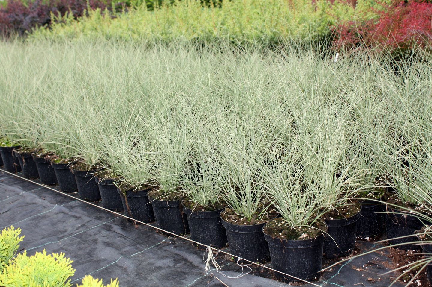 MISKANT CHISKI  MORNING LIGHT 30cm DONICZKA