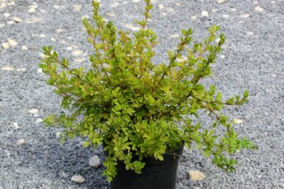 Pięciornik krzewiasty HOPLEY'S ORANGE