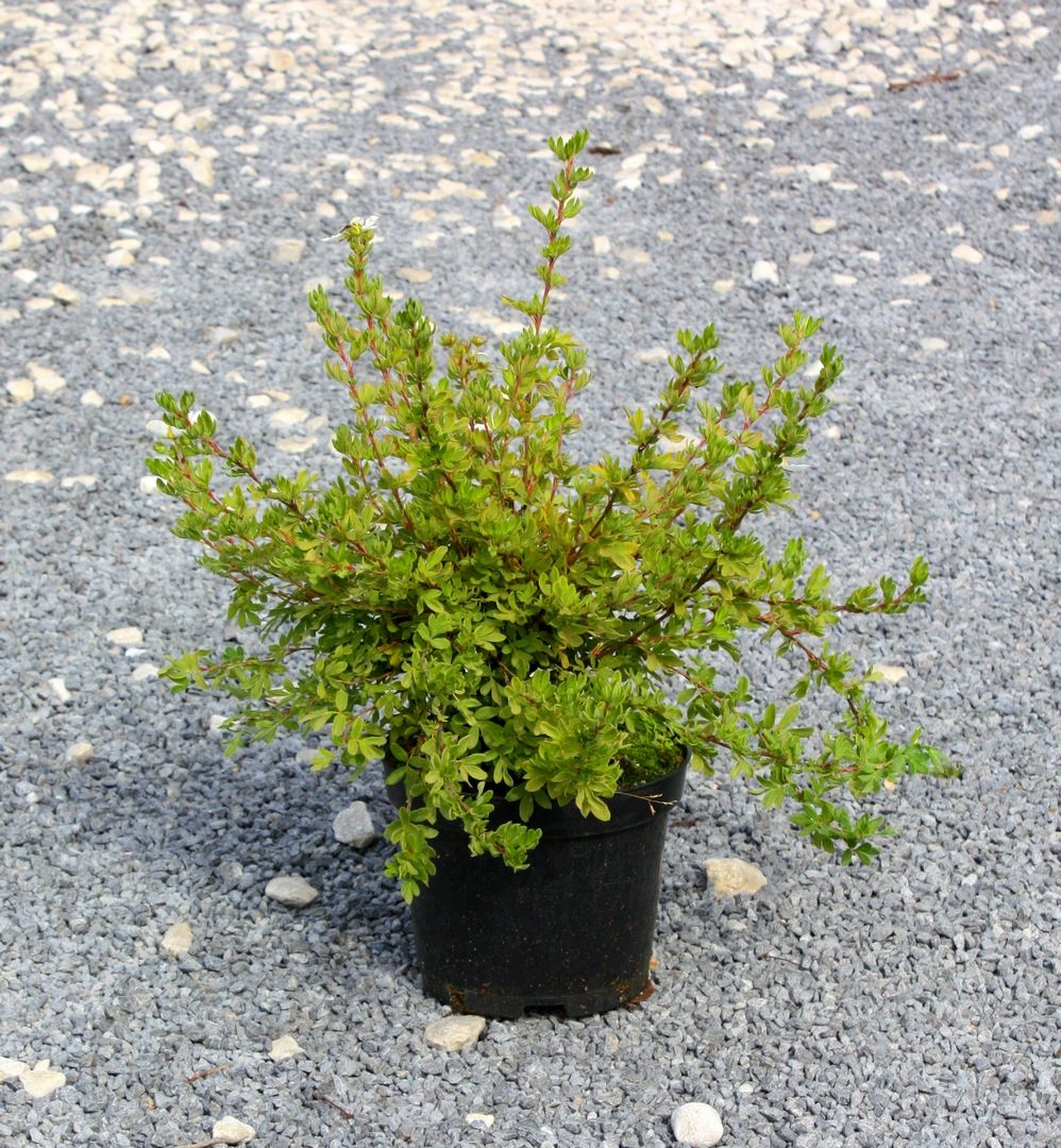 Pięciornik krzewiasty MEDICINE