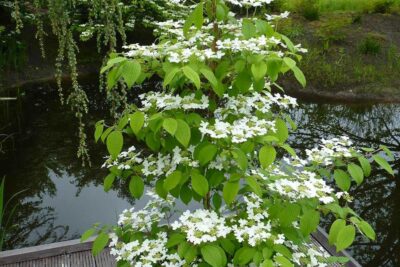 Kalina japońska KILIMANJARO