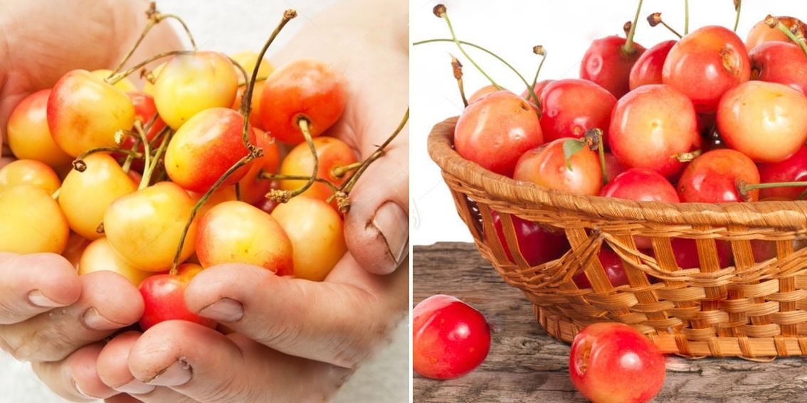 Czerecha KLEPAROWSKA + Czereśnia KUNZEGO DUO 2w1