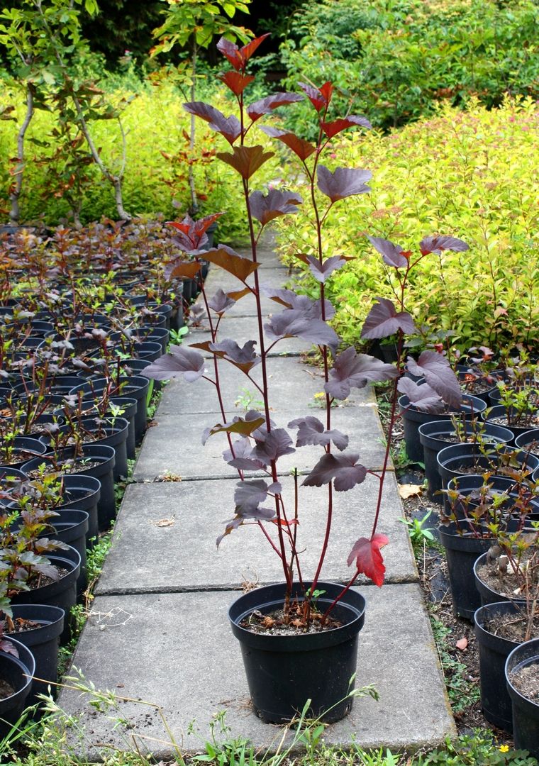 Pęcherznica kalinolistna DIABOLO