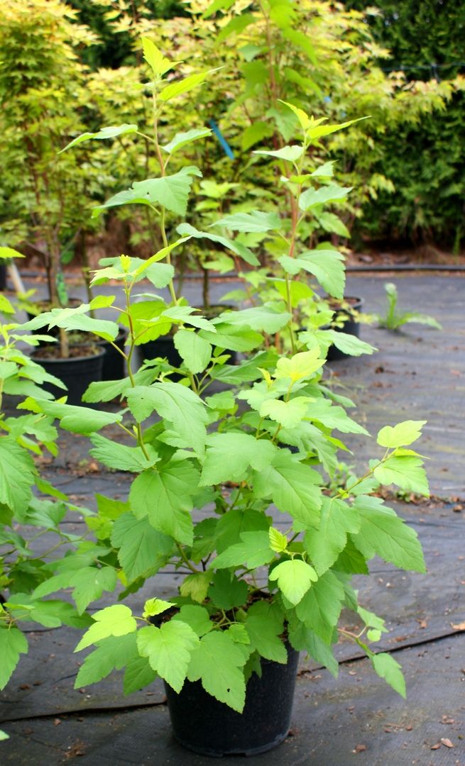 Pęcherznica kalinolistna 'Dart's Gold'