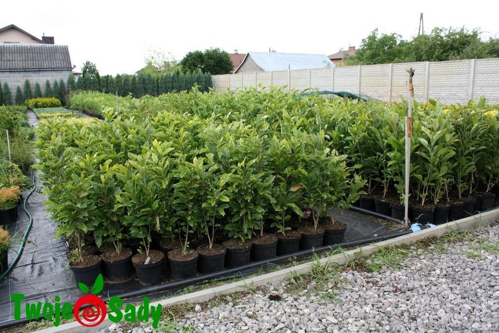 Magnolia BANANA SPLIT szczepiona