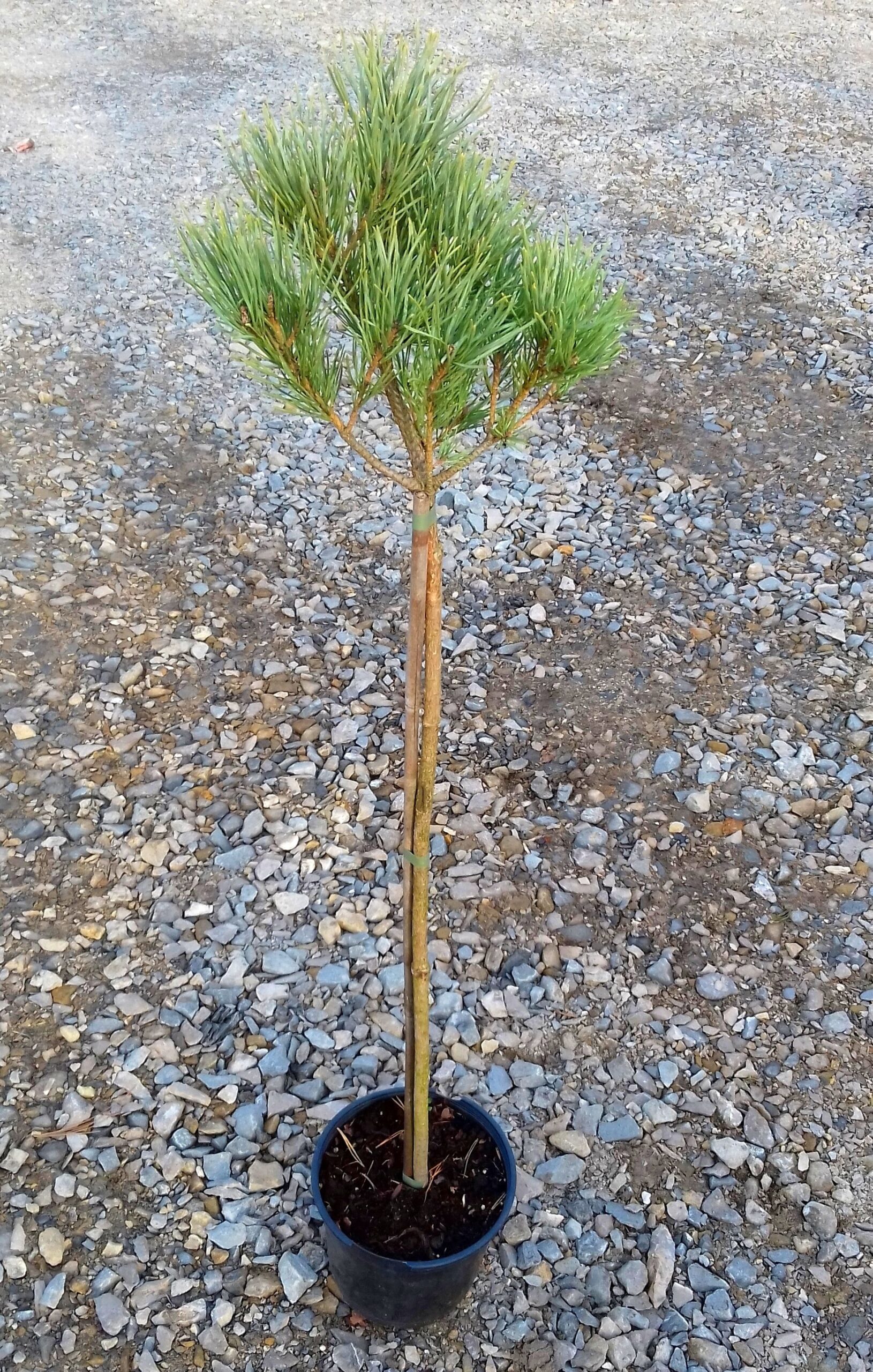 Sosna pospolita WATERERI na PNIU