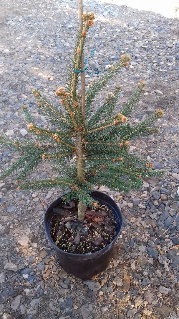 Świerk pospolity FROHBURG szczepiony