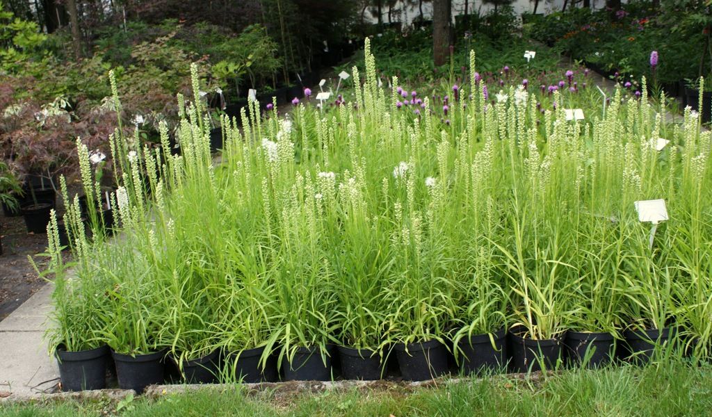 LIATRA kłosowa biała