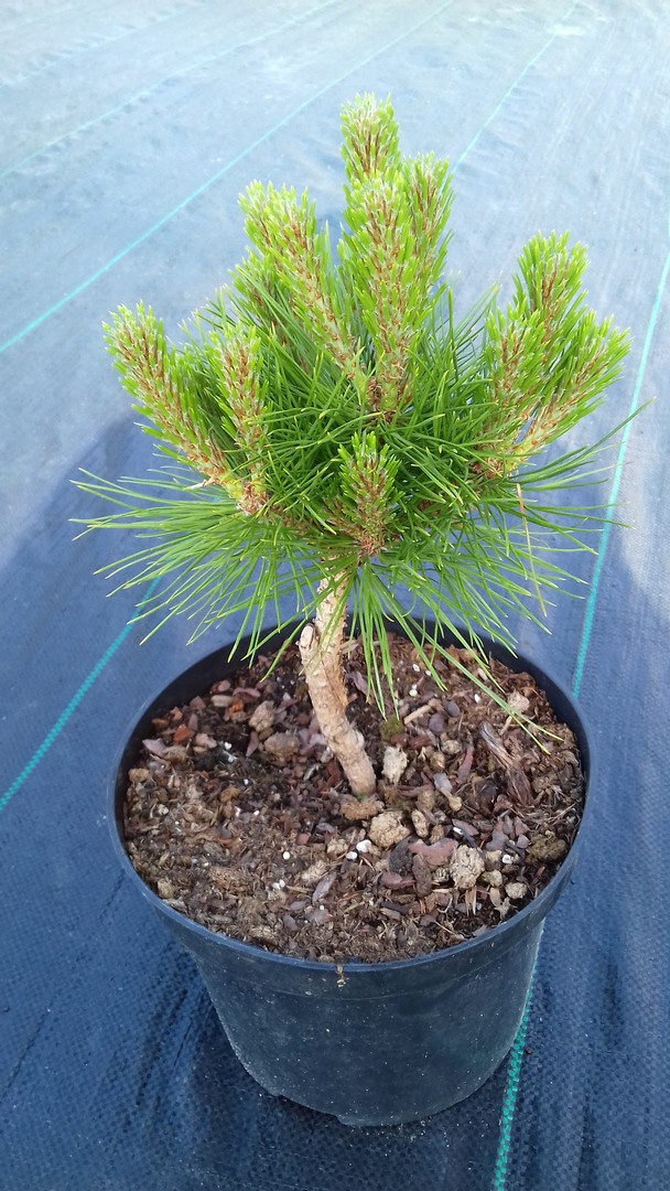 Sosna CZARNA GLOBOSA szczepiona - 4