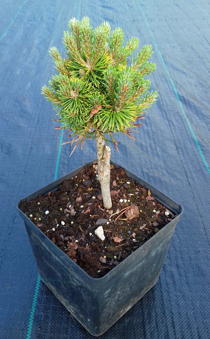 SOSNA KOSODRZEWINA HUMPY szczepiona - 4