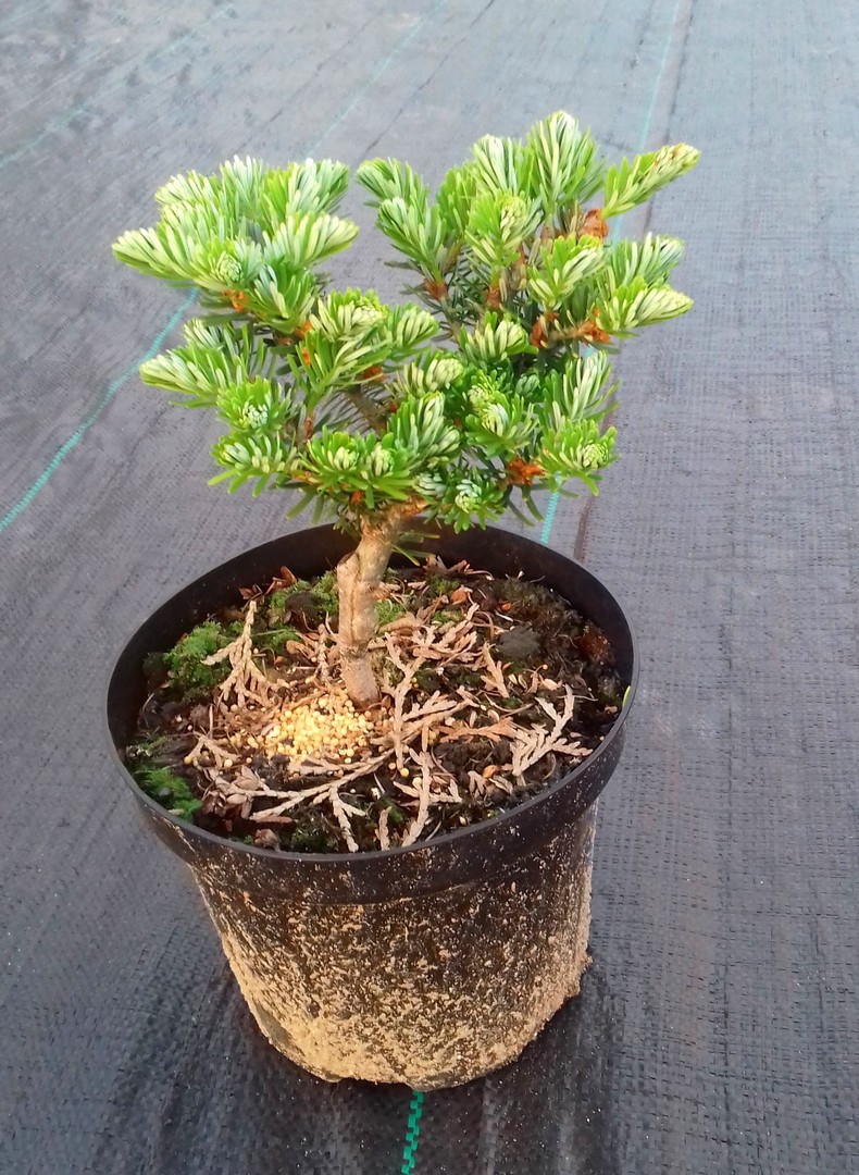 JODŁA KOREAŃSKA TUNDRA szczepiona - 5