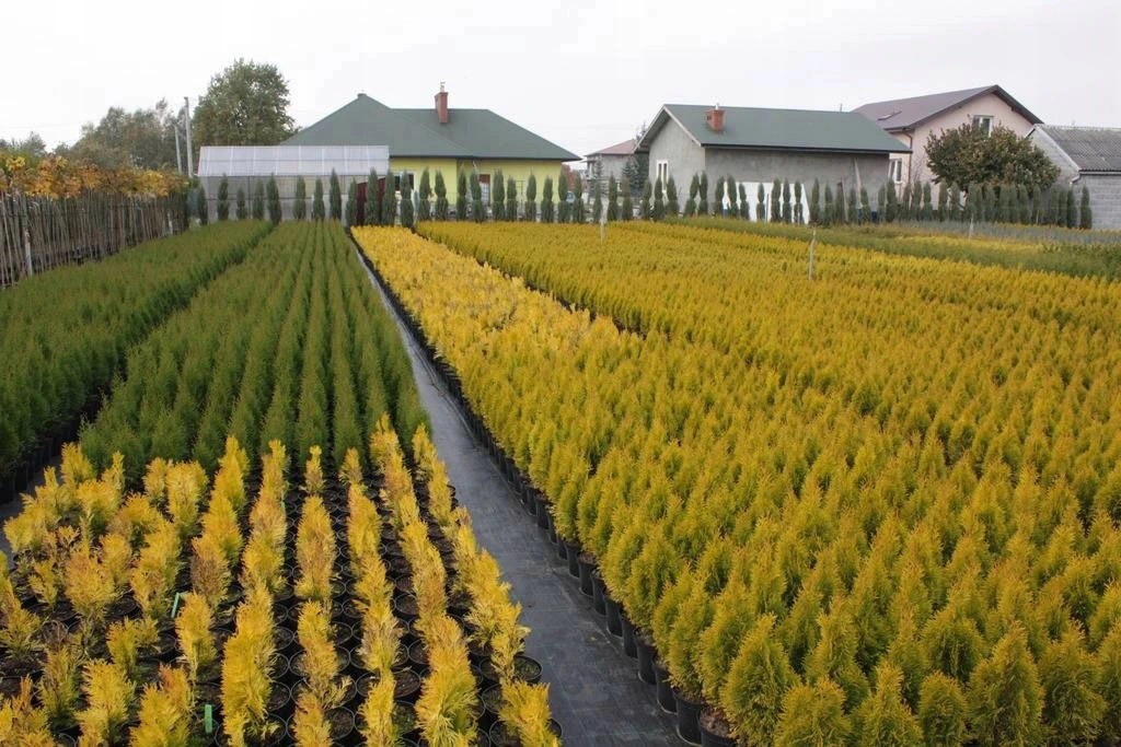 Tuja thuja GOLDEN BRABANT - 3