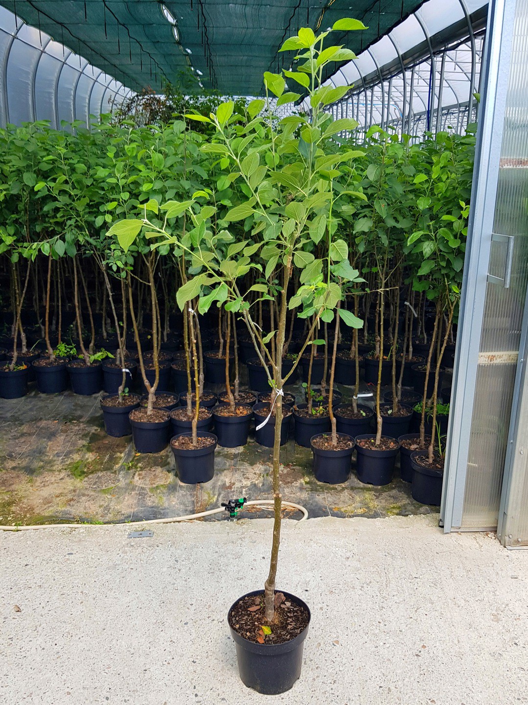 Jabłoń 5w1 jedno drzewko PIĘĆ ODMIAN - 2