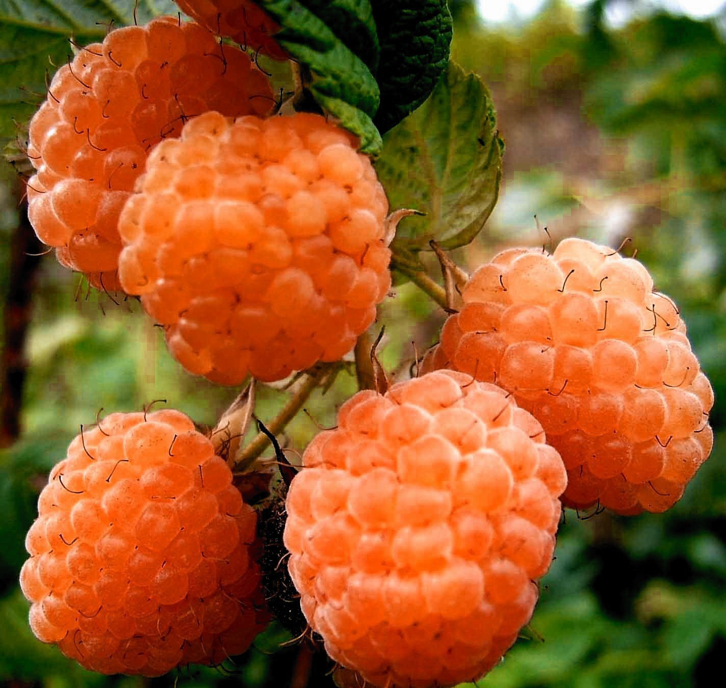 Malina AUTUMN AMBER - 2