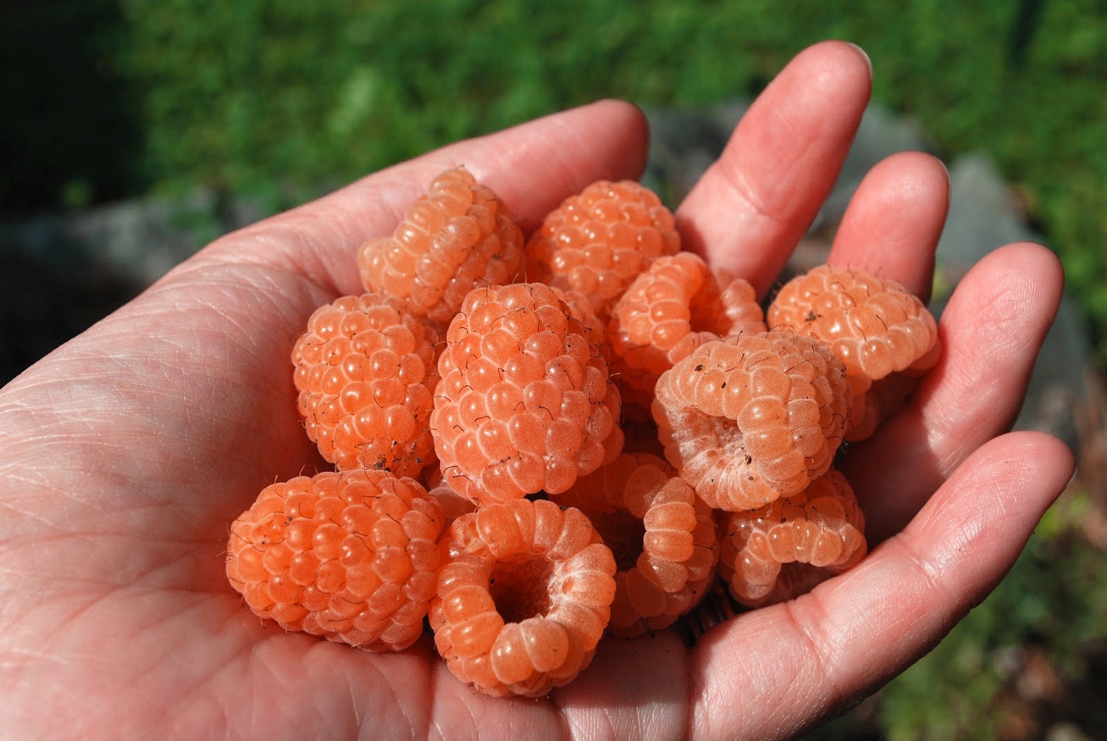 Malina AUTUMN AMBER - 3