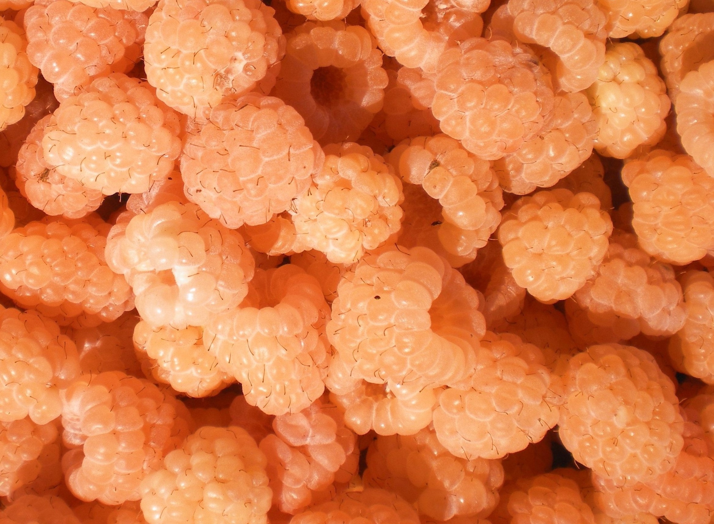 Malina AUTUMN AMBER - 4