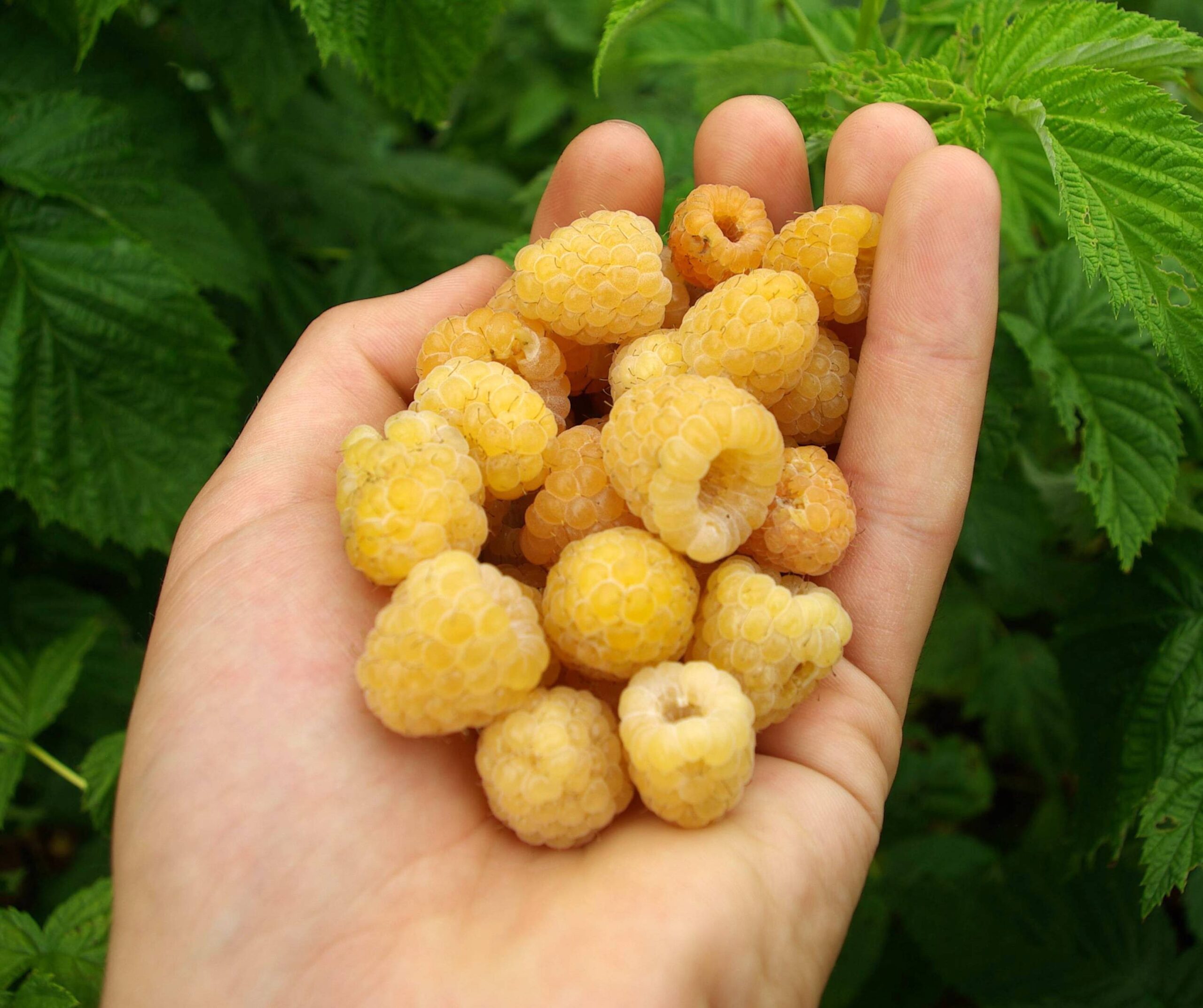 Malina Little Sweet Sister - 1