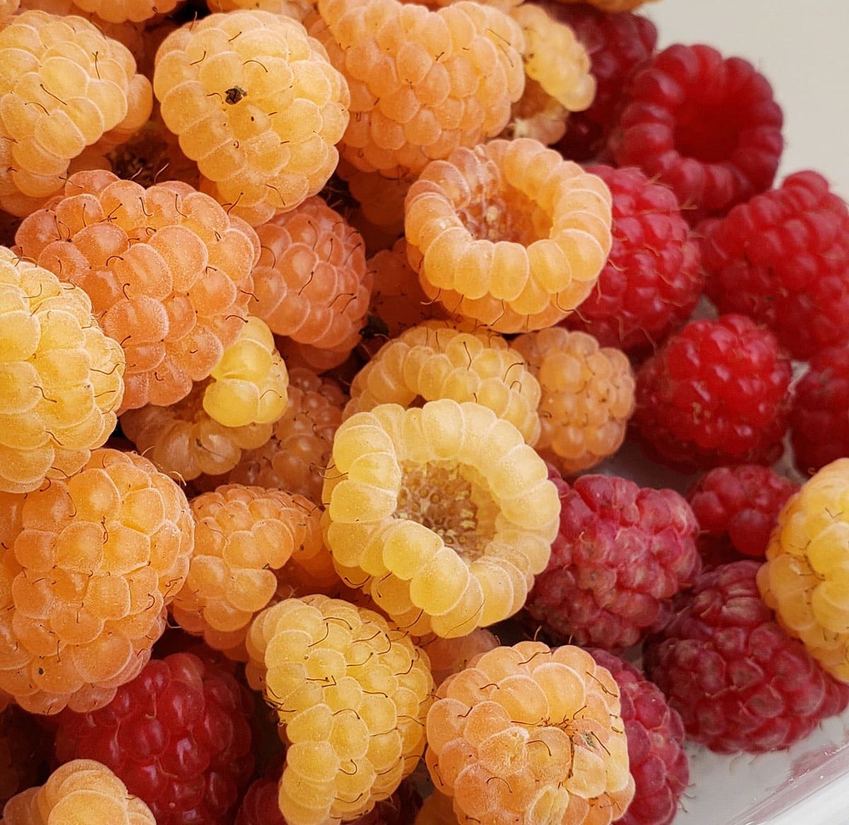 Malina Little Sweet Sister - 6