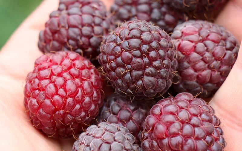 Malina Malling Passion - 2