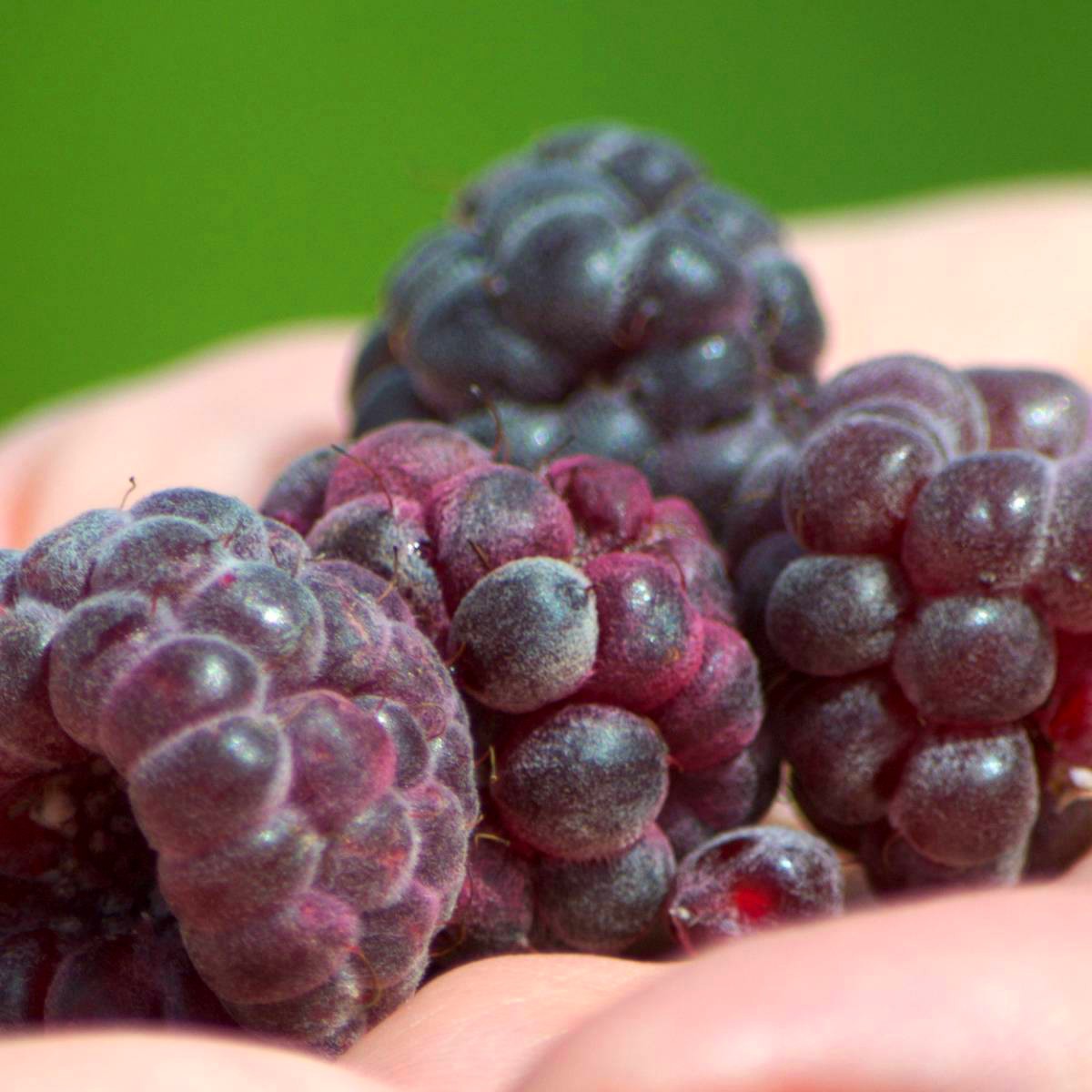 Malina Malling Passion - 3