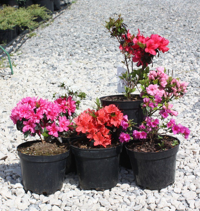 Azalia japońska HINO CRIMSON - 5