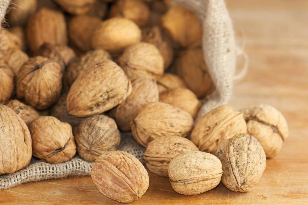 ORZECH włoski JACEK 130cm - 3