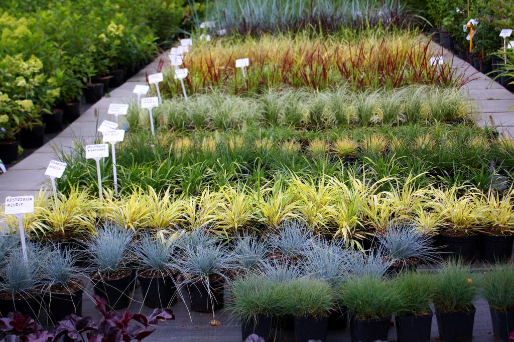 Miskant chiński FLAMINGO - 5