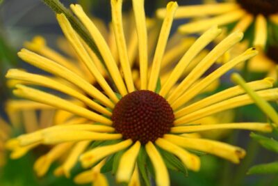Rudbekia HENRY EILERS