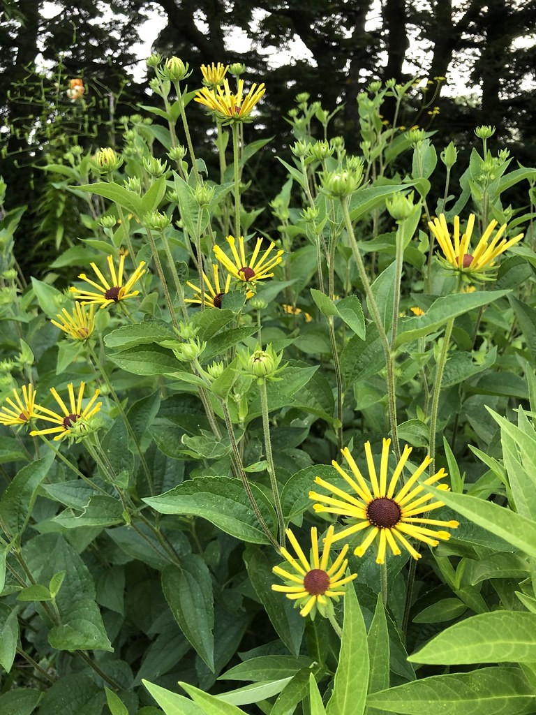 Rudbekia HENRY EILERS - 2