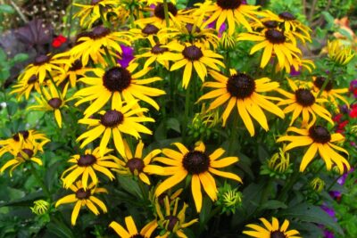 Rudbekia LITTLE GOLDSTAR