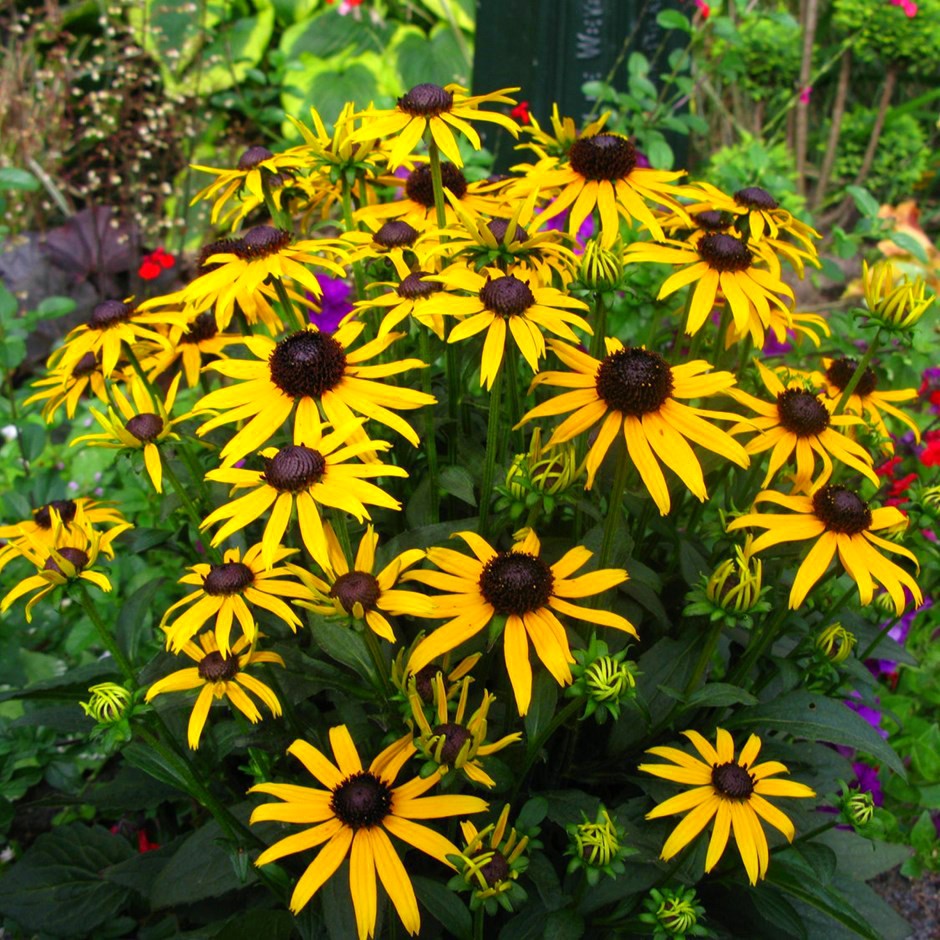 Rudbekia LITTLE GOLDSTAR