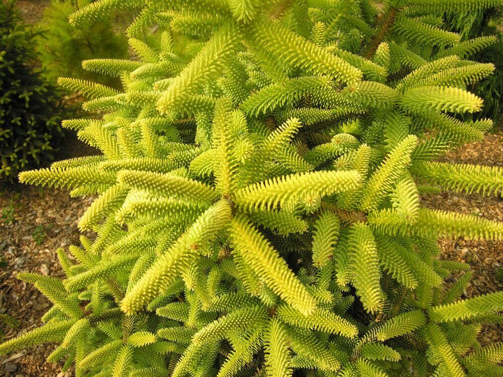 JODŁA hiszpańska AUREA - 2