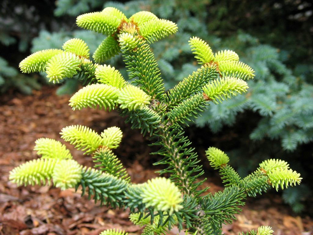 JODŁA hiszpańska AUREA - 3