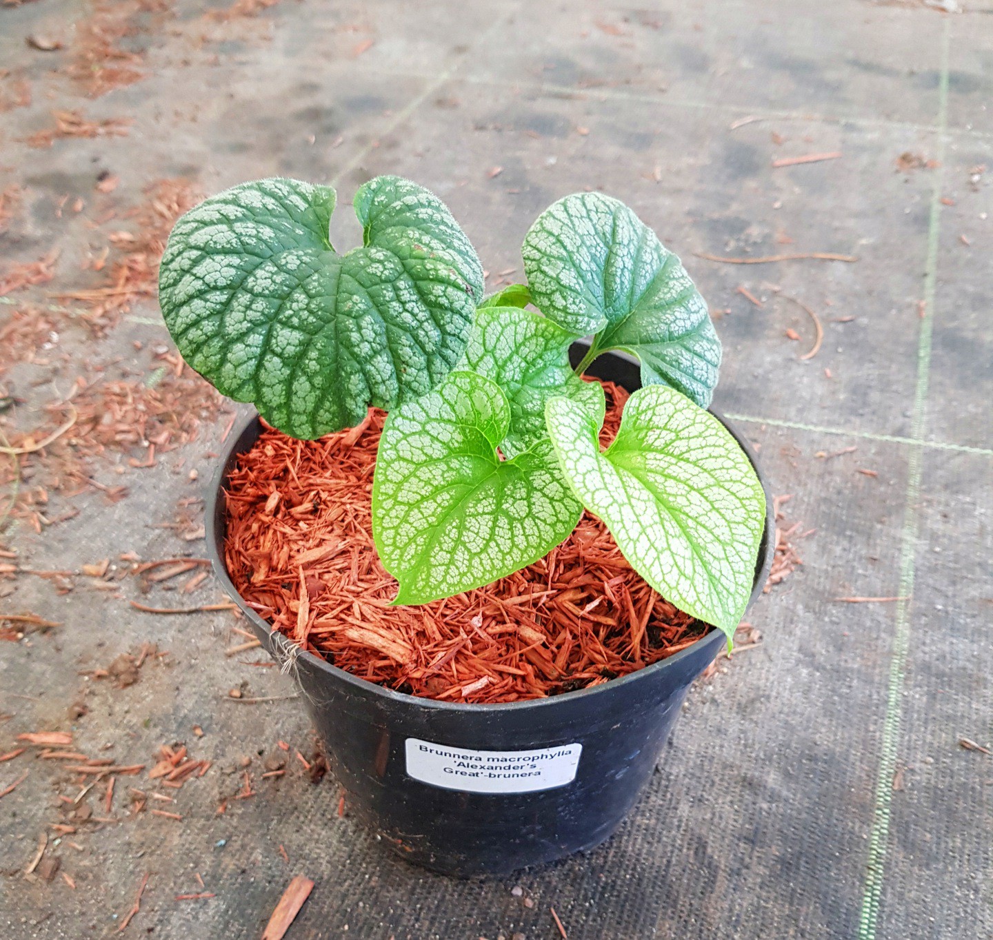 Brunnera ALEXANDER'S GREAT - 3