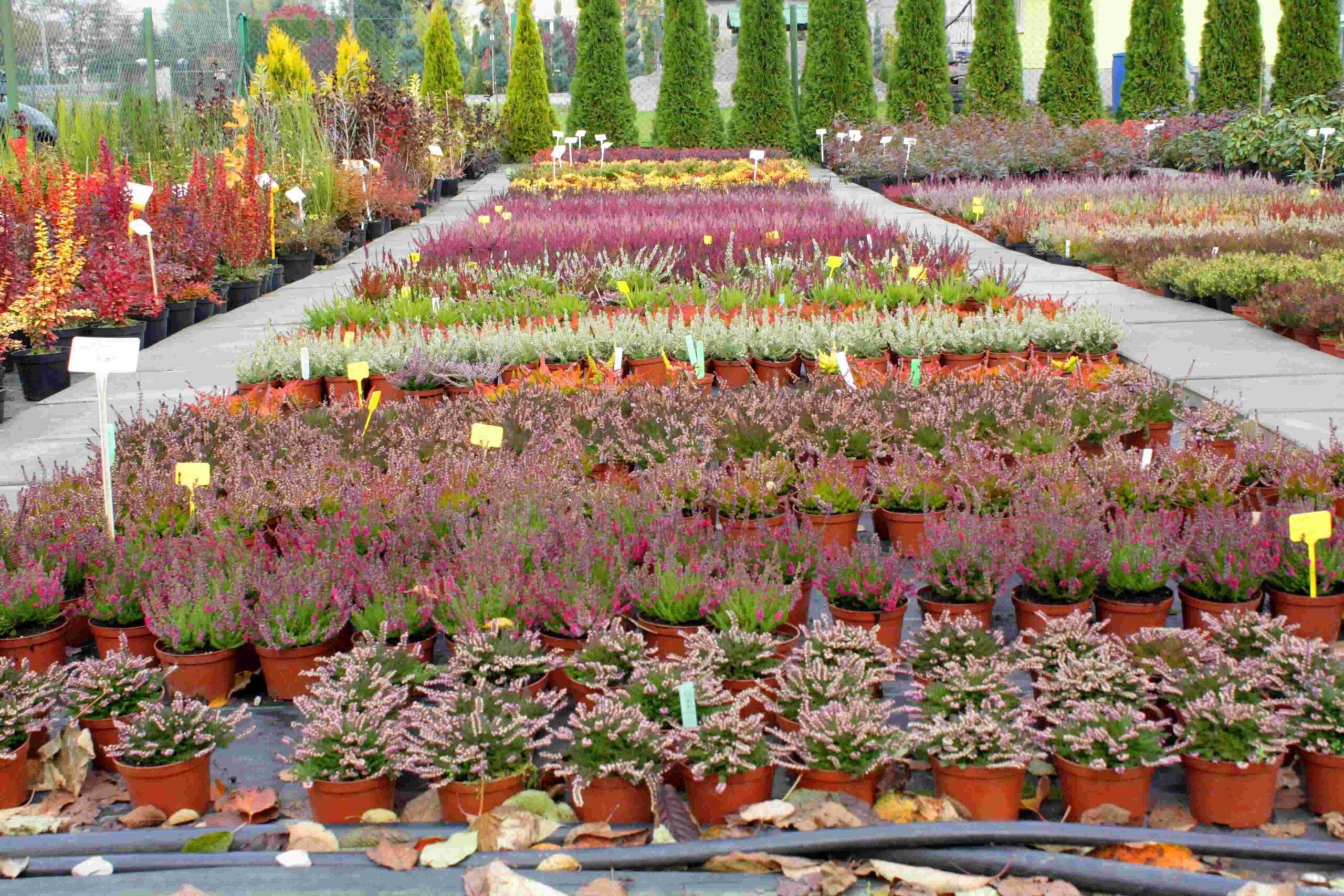 Wrzos pospolity VENUS - 4