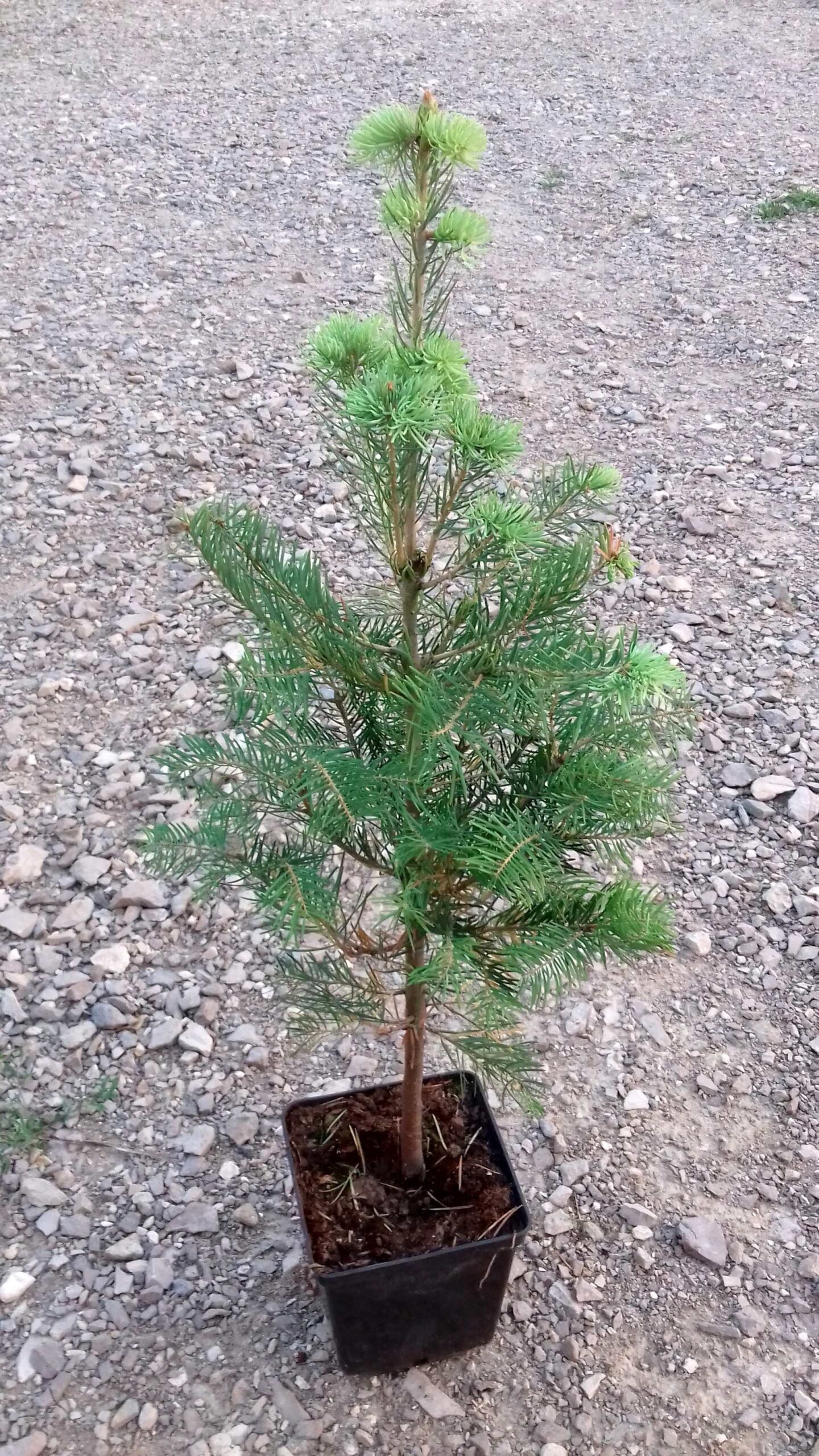 JODŁA kalifornijska - 5