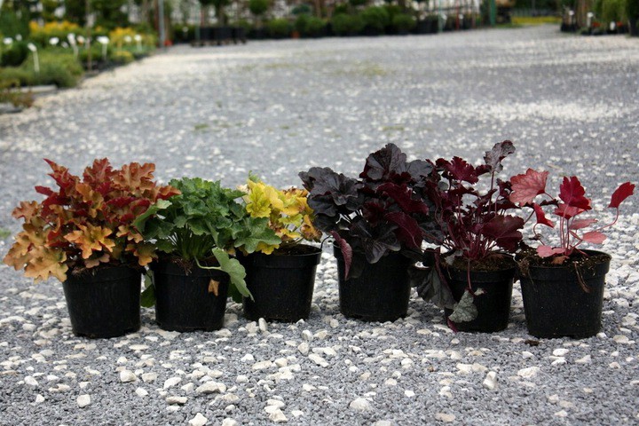 Żurawka BLACK PEARL - 5