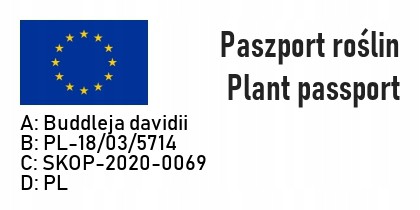 Budleja Dawida NANHO BLUE - 6