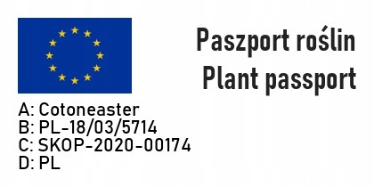 IRGA POMARSZCZONA na żywopłot - 7