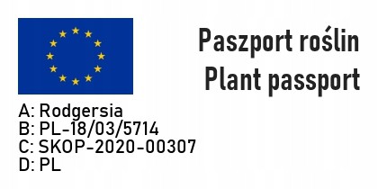 Rodgersja PIERZASTA - 6