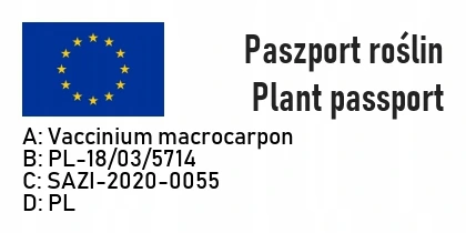 ŻURAWINA WIELKOOWOCOWA 3-letnia - 7