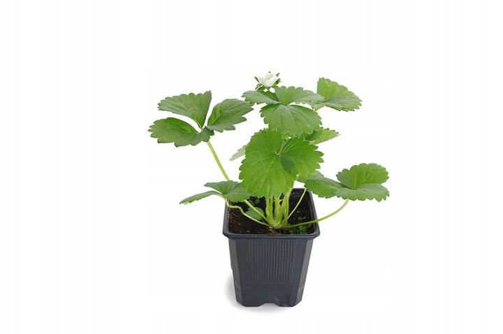 Truskawka PÓŹNA DUKAT W POJEMNIKU - 3